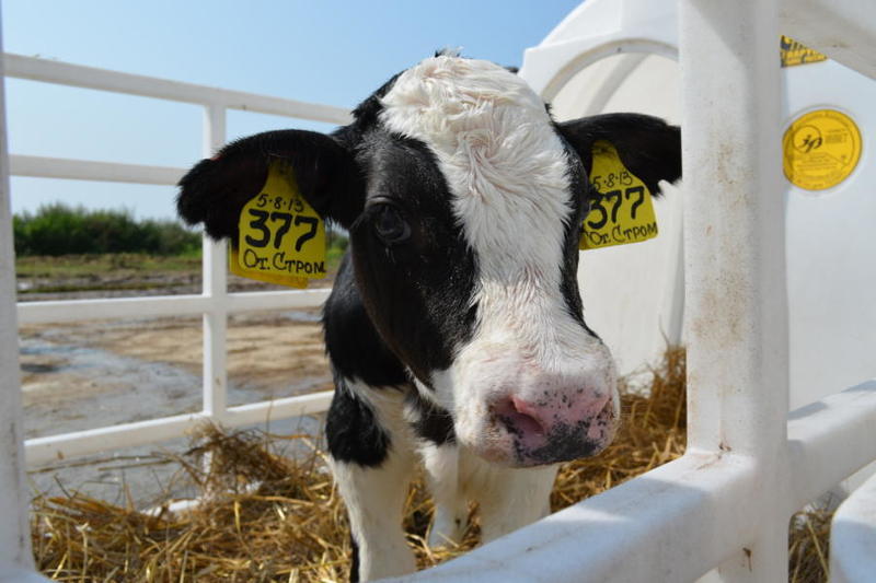 Выставка животноводства Diyarbakir Agriculture - Stock Breeding Fair 2019