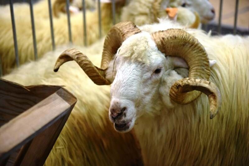 Выставка домашних животных - National exhibition of animals
