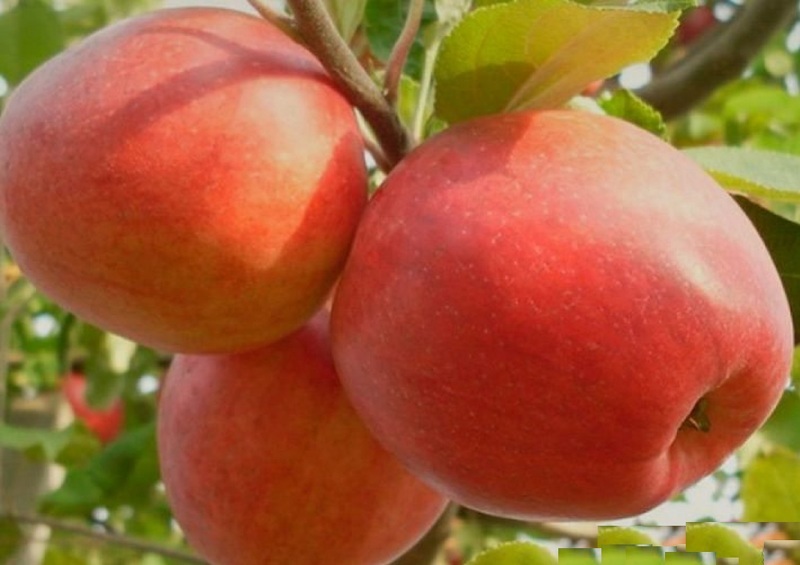 Зимние лучшие сорта яблонь для подмосковья, Пепин Шафранный
