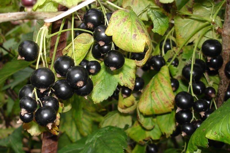 Ягоды крупноплодного сорта черной смородины Экзотика