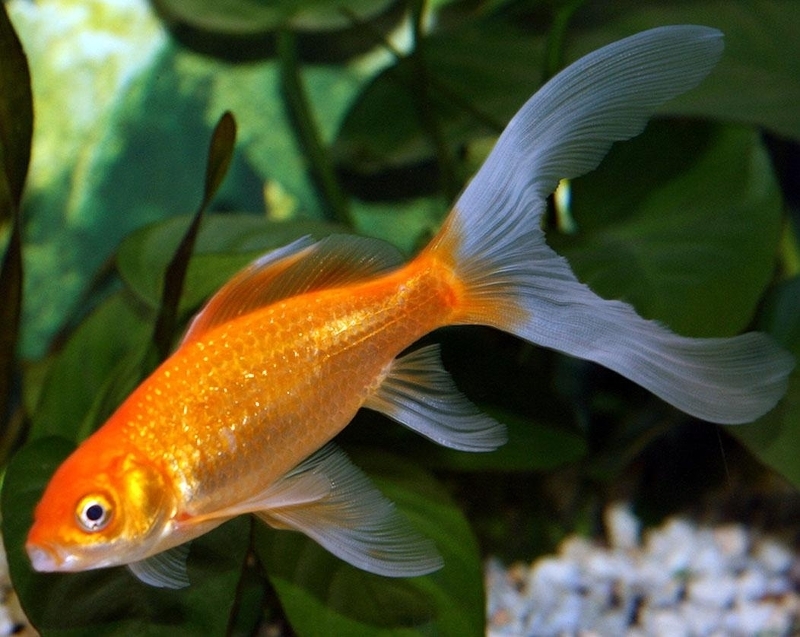 Золотая рыбка идеально подойдет для небольшого пруда